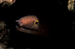 Boo! / Taken while snorkelling in Boca Raton, FL (depth o... by Guillermo Ramas 